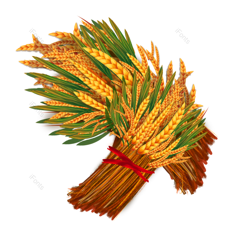 芒种图片,秋天元素,麦子PNG,麦田免抠素材